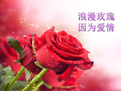 【【【浪漫玫瑰 因为爱情】】】 相约美丽的玫瑰庄园 俊男靓女 游戏互动 让您邂逅生命中另一个.! 单身俱乐部 篱笆网 - 年轻家庭 生活社区